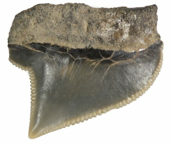 Fossil Squalicorax (Crow Shark) Tooth - Texas #42975